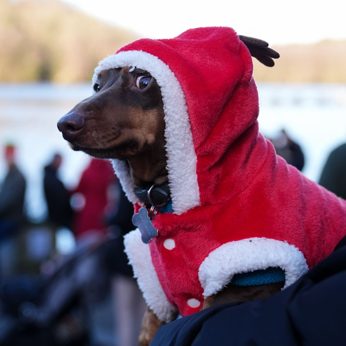 Beim Weihnachtsschwimmen nahe Birmingham schaute ein festlich gekleideter Dackel zu. - Foto: Jacob King/PA Wire/dpa