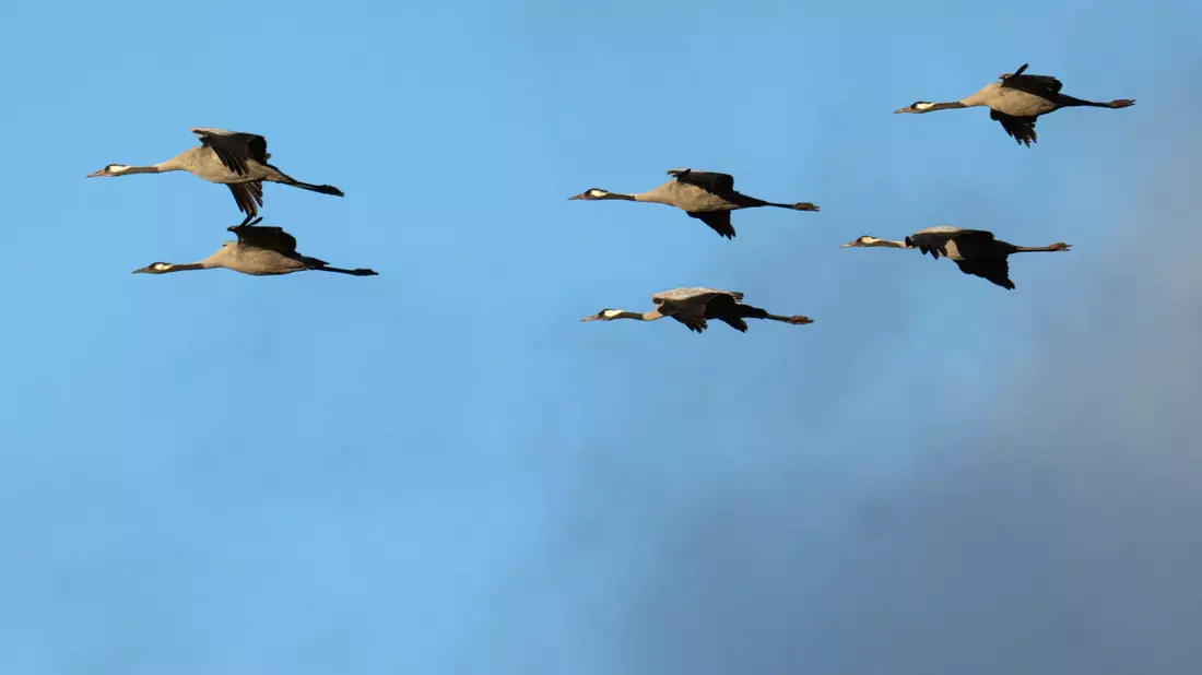 Auch vielen Vögel ging es weltweit schlechter, in Deutschland setzte vor allem die Vogelgrippe den Kranichen zu. (Archivfoto) - Bild: Sina Schuldt/dpa