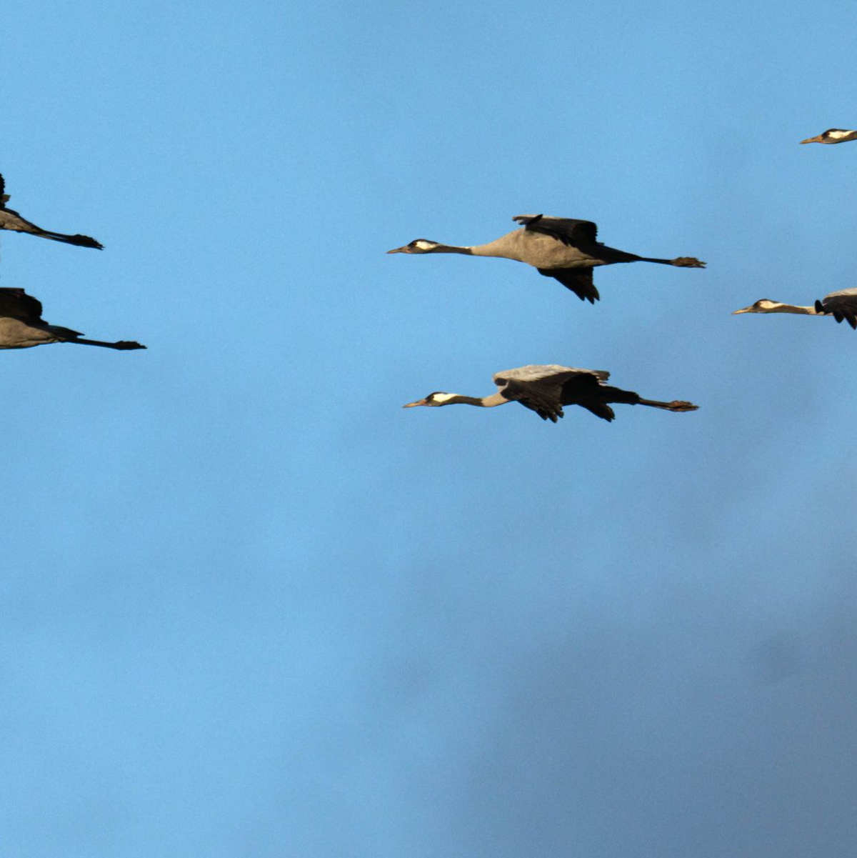 Auch vielen Vögel ging es weltweit schlechter, in Deutschland setzte vor allem die Vogelgrippe den Kranichen zu. (Archivfoto) - Foto: Sina Schuldt/dpa