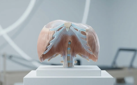 Zwerchfell-Atmung wird zum Schlüssel für Core und Stressabbau - Foto: über boerse-global.de