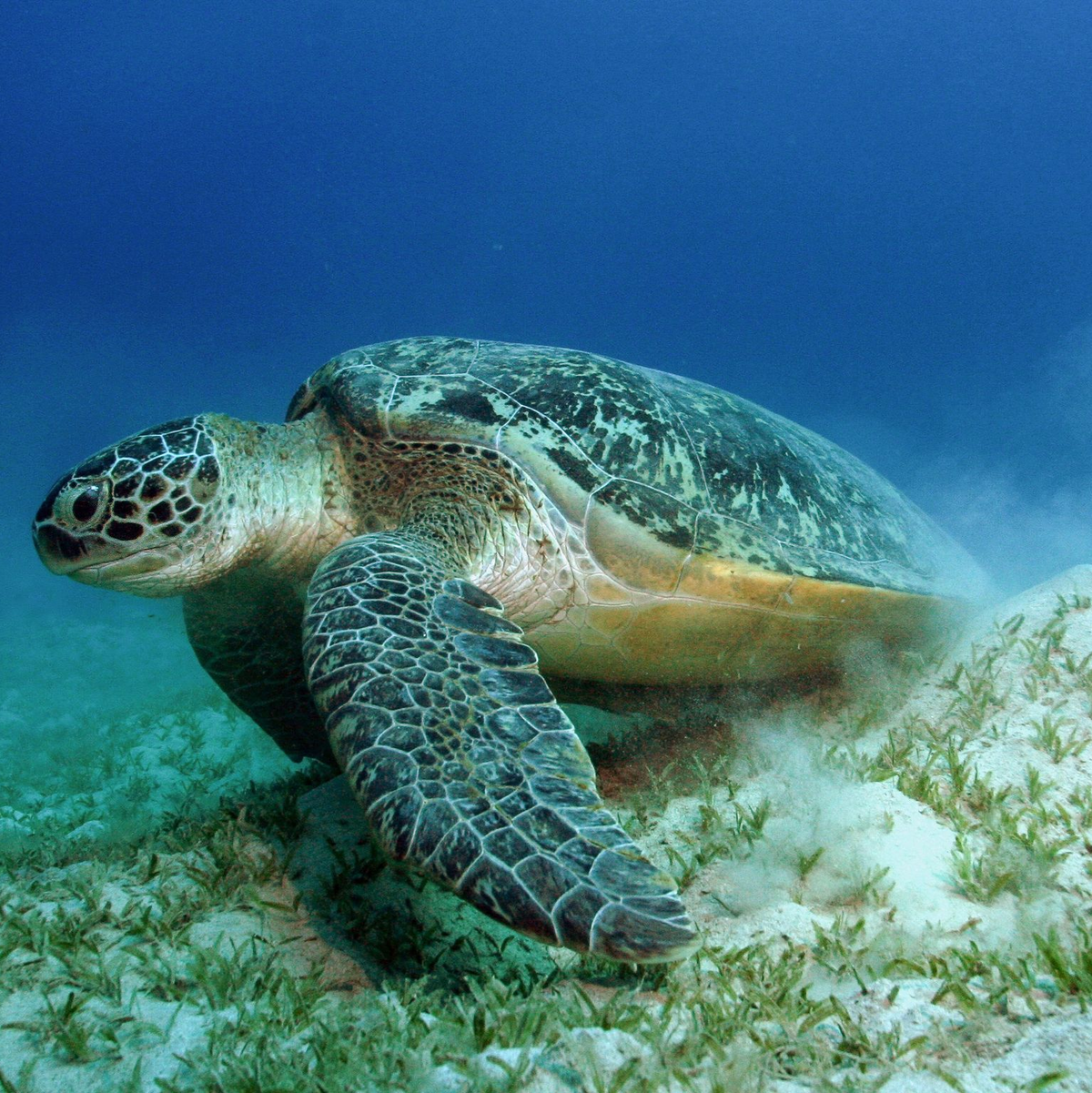 Auch die Grünen Meeresschildkröten gehören WWF zufolge zu den Gewinnern des Jahres. - Foto: Philipp Kanstinger/WWF  /dpa