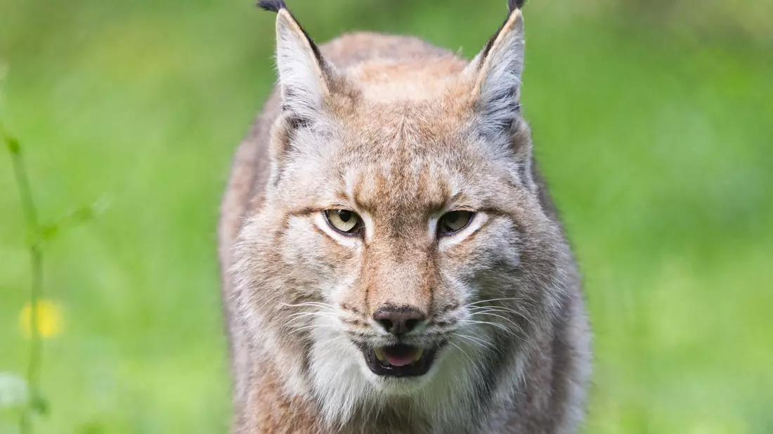 Der Luchs gehört zu den Gewinnern des WWF in diesem Jahr. (Archivbild) - Bild: Lando Hass/dpa