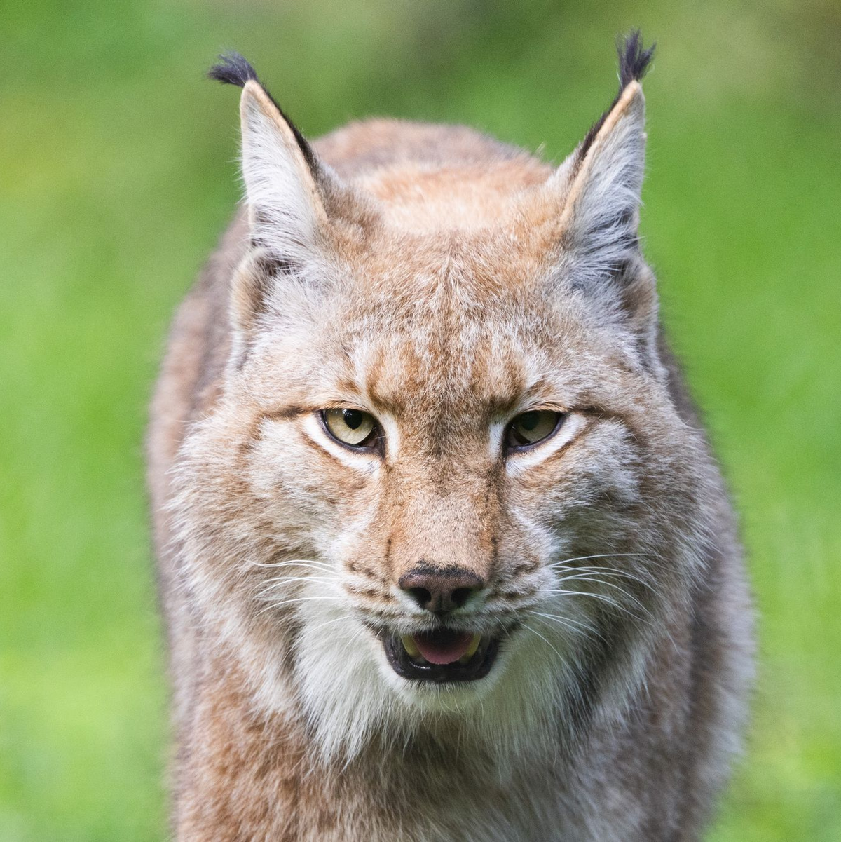 Der Luchs gehört zu den Gewinnern des WWF in diesem Jahr. (Archivbild) - Foto: Lando Hass/dpa