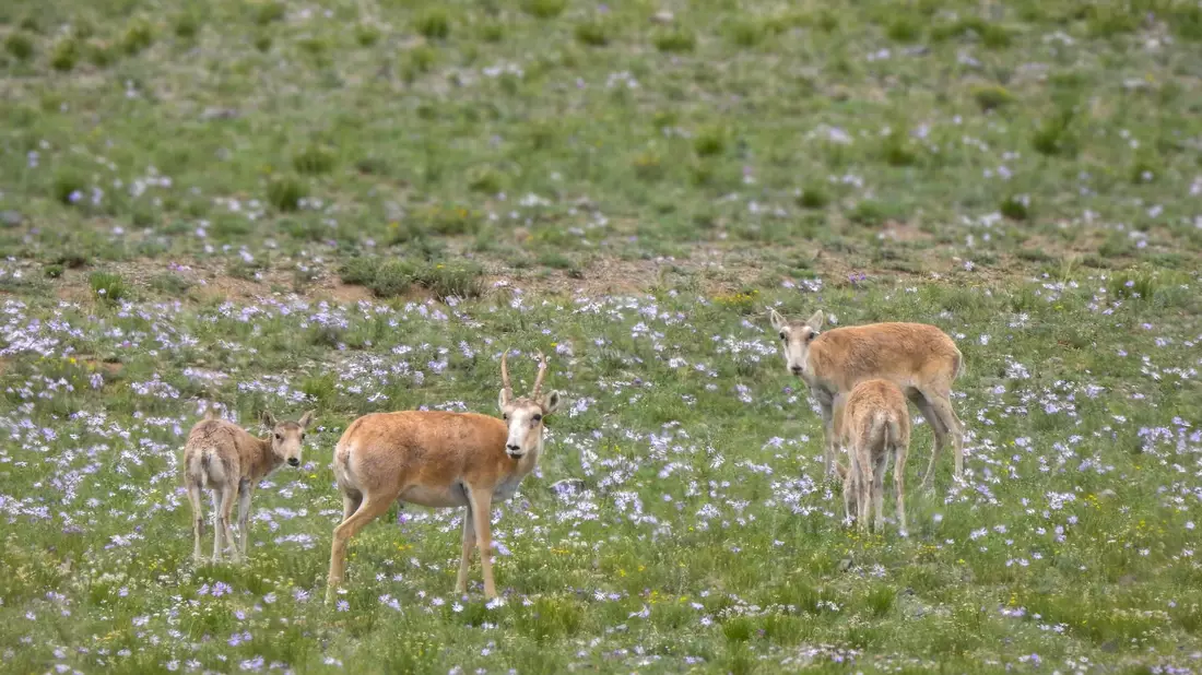 Die mongolischen Saiga-Antilopen gehören WWF zufolge zu den Gewinnern des Jahres. - Bild: -/WWF Mongolia/dpa