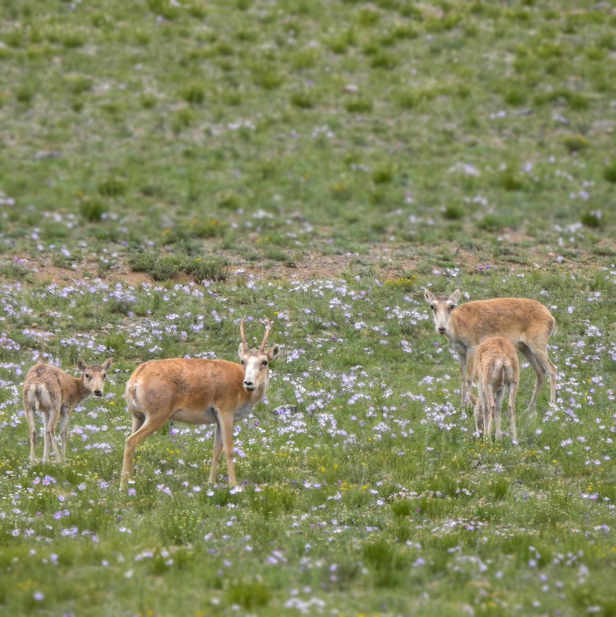 Die mongolischen Saiga-Antilopen gehören WWF zufolge zu den Gewinnern des Jahres. - Foto: -/WWF Mongolia/dpa