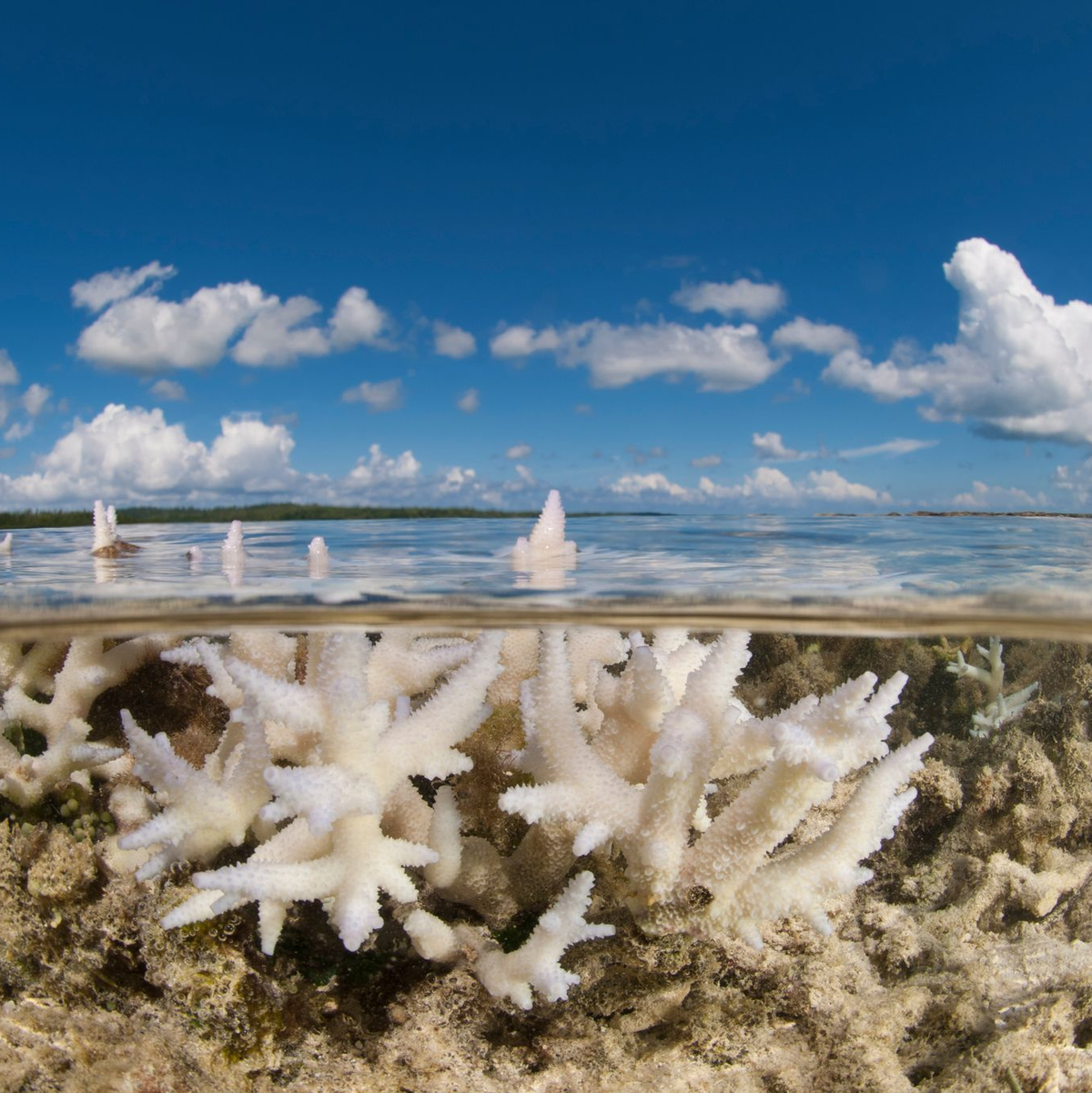 Korallen gehören WWF zufolge zu den Verlierern des Jahres. - Foto: Jürgen Freund/WWF  /dpa