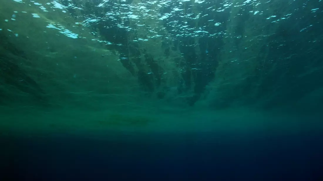 Auch Phytoplankton gehört WWF zufolge zu den Verlierern des Jahres. - Bild: Philipp Kanstinger/WWF  /dpa