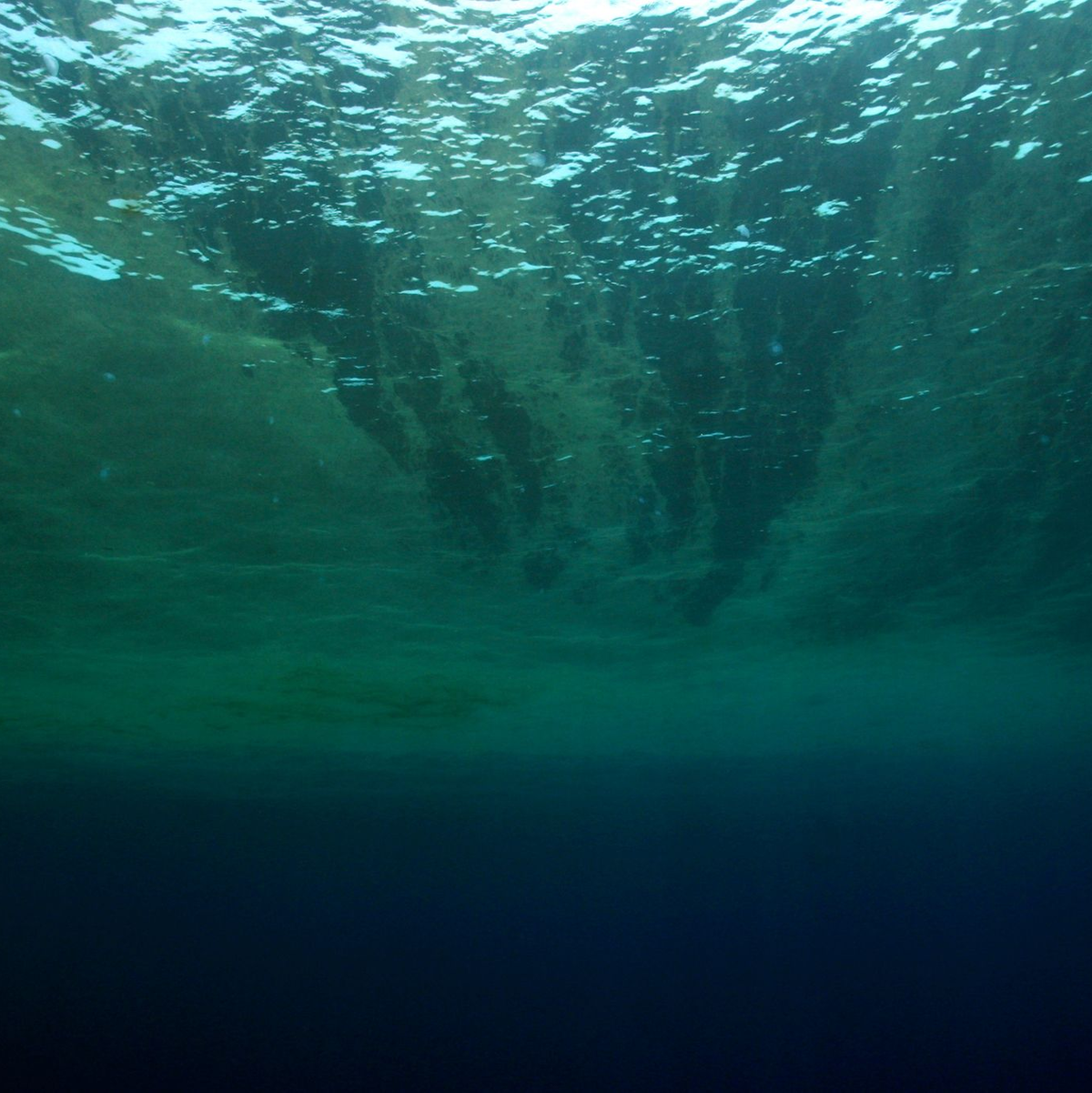 Auch Phytoplankton gehört WWF zufolge zu den Verlierern des Jahres. - Foto: Philipp Kanstinger/WWF  /dpa