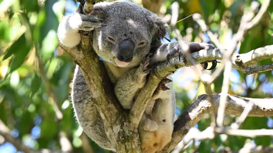 Auch mit der Einrichtung eines neuen Schutzgebiets für Koalas in Australien sei ein wichtiger Schritt unternommen worden, so der WWF. (Archivfoto) - Bild: Darren England/AAP/dpa