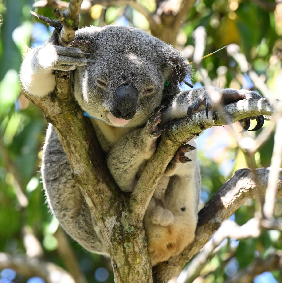Auch mit der Einrichtung eines neuen Schutzgebiets für Koalas in Australien sei ein wichtiger Schritt unternommen worden, so der WWF. (Archivfoto) - Foto: Darren England/AAP/dpa