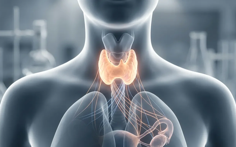 Schilddrüse: Der unterschätzte Schlüssel in den Wechseljahren - Foto: über boerse-global.de