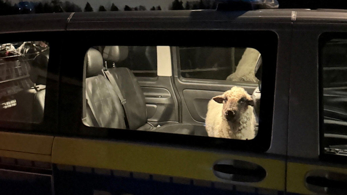 Die Polizei sperrt das entlaufene Schaf in den Streifenwagen. - Foto: Polizeipräsidium Konstanz/dpa