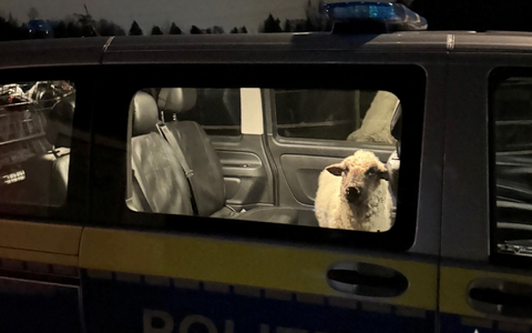 Die Polizei sperrt das entlaufene Schaf in den Streifenwagen. - Foto: Polizeipräsidium Konstanz/dpa
