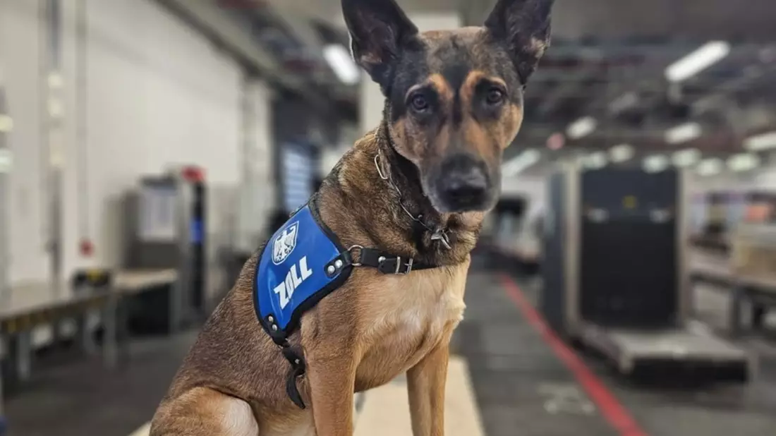 HZA-F: Mehr als 19 Kilogramm Kokain durch Frankfurter Flughafenzoll beschlagnahmt - Rauschgiftspürhund Fly erschnüffelt Rauschgift im Reisekoffer - Bild: presseportal.de