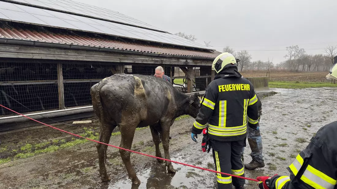 FW-AUR: Zwei Kühe aus Lebensgefahr gerettet - Bild: presseportal.de