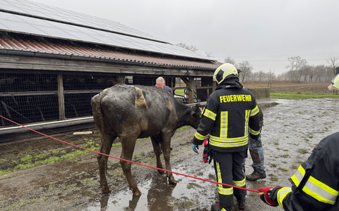 FW-AUR: Zwei Kühe aus Lebensgefahr gerettet - Foto: presseportal.de