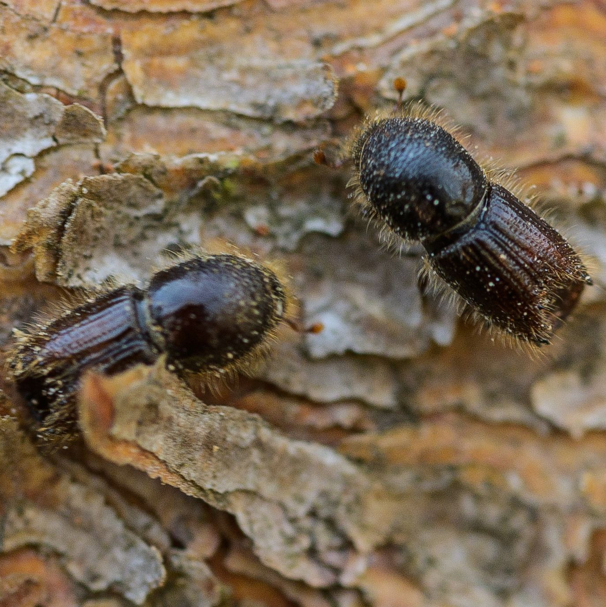 So genannte Buchdrucker, eine Käferart aus der Familie der Fichtenborkenkäfer, sitzen auf der Rinde einer Fichte. (Archivbild) - Foto: Andreas Arnold/dpa