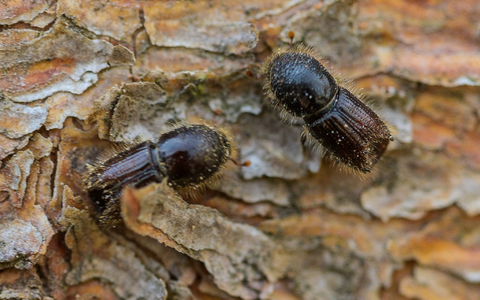 So genannte Buchdrucker, eine Käferart aus der Familie der Fichtenborkenkäfer, sitzen auf der Rinde einer Fichte. (Archivbild) - Foto: Andreas Arnold/dpa
