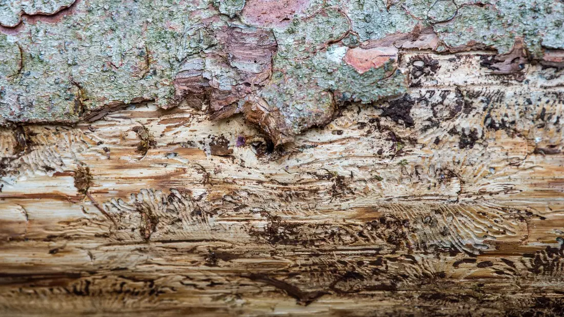 Eine vom Borkenkäfer befallene Fichte liegt auf dem Waldboden. Unter der Rinde kann man das Fraßbild der Buchdrucker-Käferlarven sehen. (Archivbild) - Bild: Lino Mirgeler/dpa