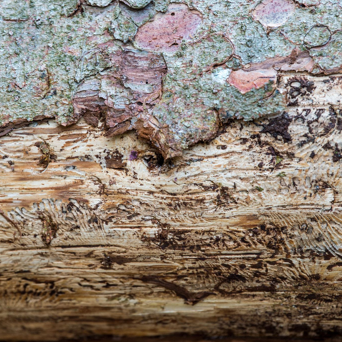 Eine vom Borkenkäfer befallene Fichte liegt auf dem Waldboden. Unter der Rinde kann man das Fraßbild der Buchdrucker-Käferlarven sehen. (Archivbild) - Foto: Lino Mirgeler/dpa