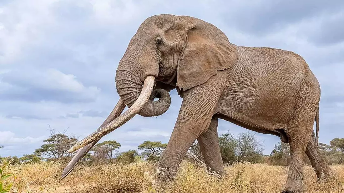 Craig zeugte mehrere Kälber und trug damit zur Weitergabe seltener genetischer Merkmale bei. - Bild: -/Kenya Wildlife Service/dpa