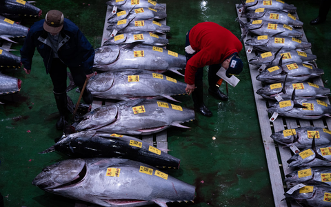 Die Gebotspreise für Thunfisch haben sich nach einem starken Einbruch durch die Coronavirus-Pandemie erholt. - Foto: Louise Delmotte/AP/dpa