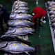 Die Gebotspreise für Thunfisch haben sich nach einem starken Einbruch durch die Coronavirus-Pandemie erholt. - Foto: Louise Delmotte/AP/dpa