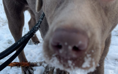 LPI-EF: Hundehalter gesucht - Foto: presseportal.de