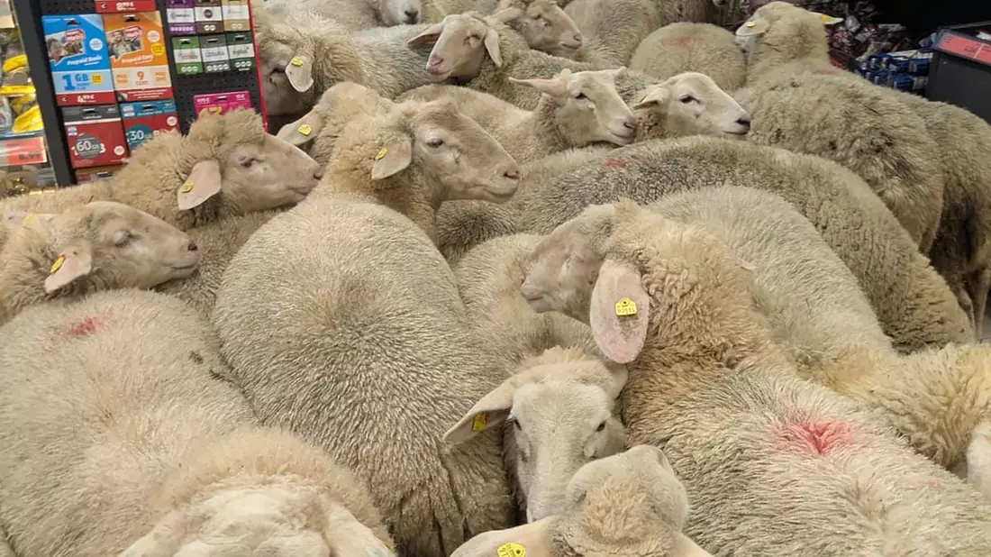 Schafe im Supermarkt - gekauft haben sie nichts. - Bild: -/REWE Group/dpa