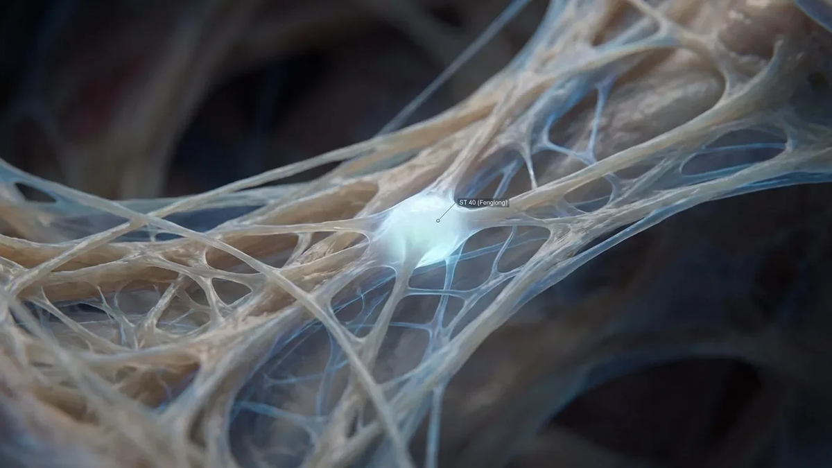 Magen 40: TCM-Akupunkturpunkt erhält wissenschaftliche Erklärung - Foto: über boerse-global.de