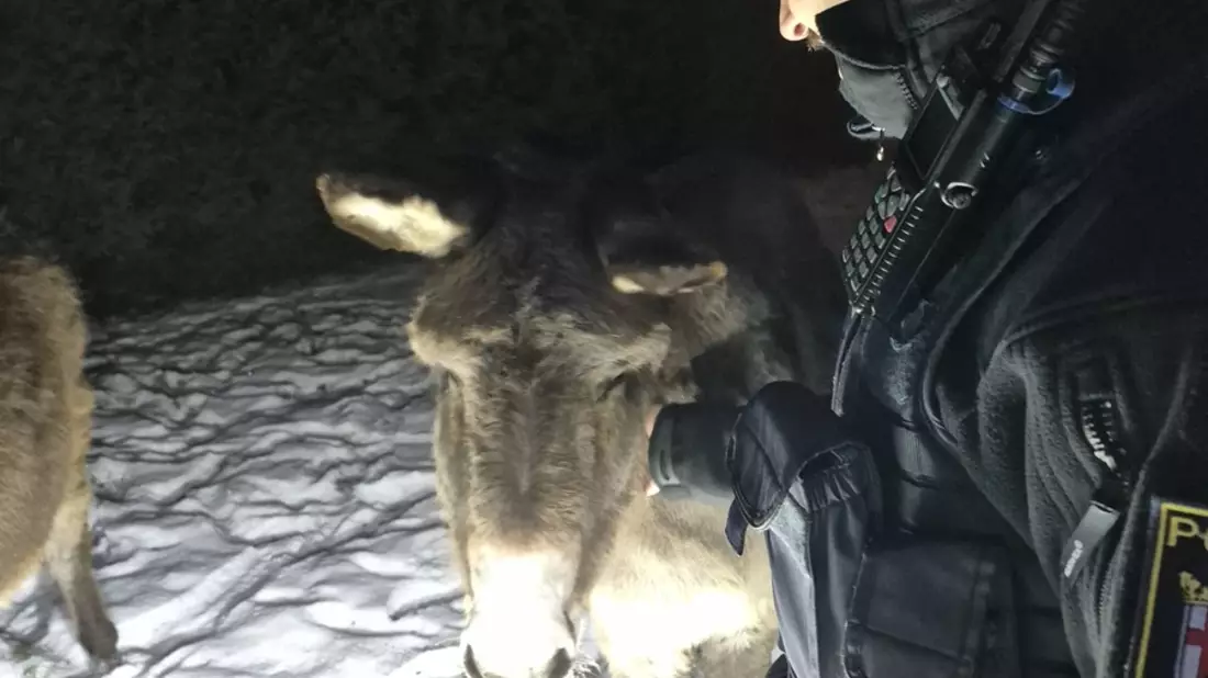 POL-PDWO: Oberwiesen - Esel auf Nachtwanderung - Bild: presseportal.de