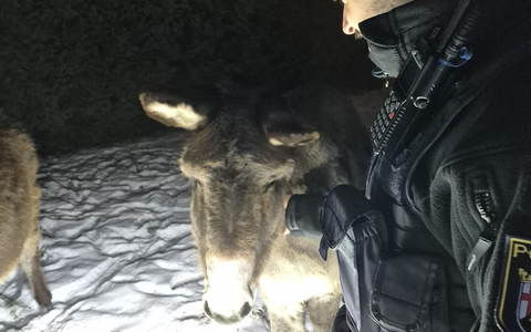 POL-PDWO: Oberwiesen - Esel auf Nachtwanderung - Foto: presseportal.de