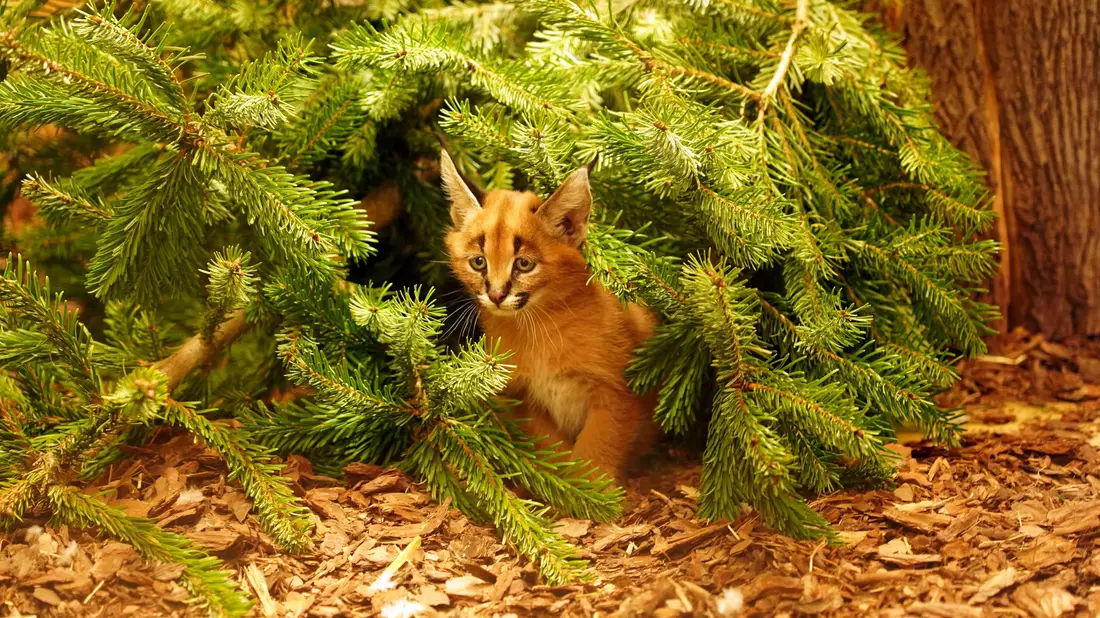 Das Karakal-Jungtier Karlos kam im November zur Welt. (Handout) - Bild: -/ Zoo Dresden/dpa