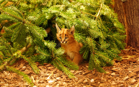 Das Karakal-Jungtier Karlos kam im November zur Welt. (Handout) - Foto: -/ Zoo Dresden/dpa