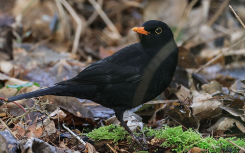 Die Amsel ist ein hÀufiger Gast in GÀrten, doch mancherorts zeigt sie sich seltener. (Symbolbild) - Foto: Oliver Berg/dpa Die Amsel ist ein hÀufiger Gast in GÀrten, doch mancherorts zeigt sie sich seltener. (Symbolbild) - Foto: Oliver Berg/dpa