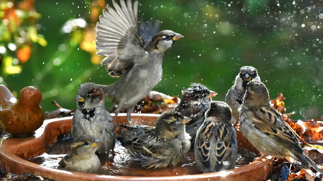 Haussperlinge sind immer in der Gruppe unterwegs und brauchen deshalb Nistplätze und Nahrung für viele Vögel. (Symbolbild) - Bild: Waltraud Grubitzsch/dpa