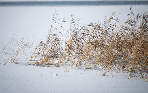 Ab der Nacht auf Freitag bestimmt das Sturmtief «Elli» das Wetter zum Großteil in Deutschland. - Foto: Philip Dulian/dpa
