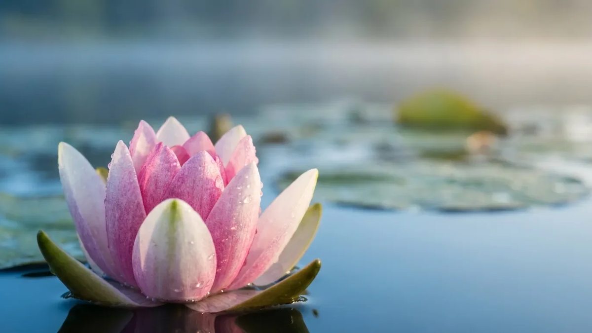 Lotusblütenprinzip wird 2026 zur Führungs-Währung - Foto: über boerse-global.de