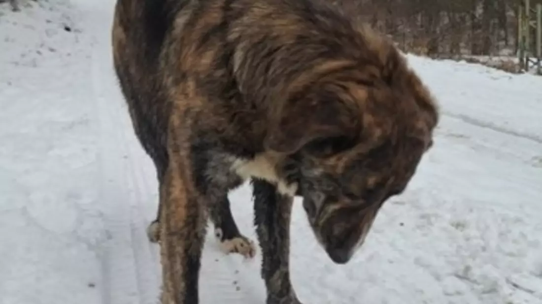 POL-PDNR: Freilaufender Hund hält Polizei in Atem - Bild: presseportal.de