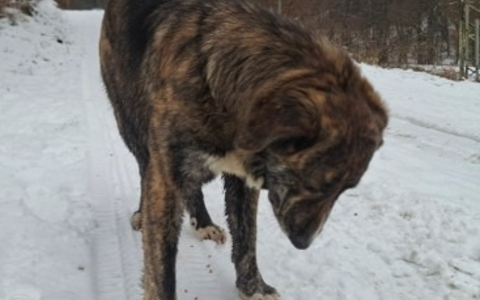 POL-PDNR: Freilaufender Hund hält Polizei in Atem - Foto: presseportal.de