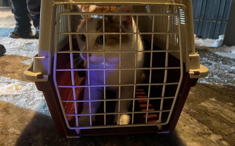 FW Celle: Katze aus Baum gerettet - Foto: presseportal.de