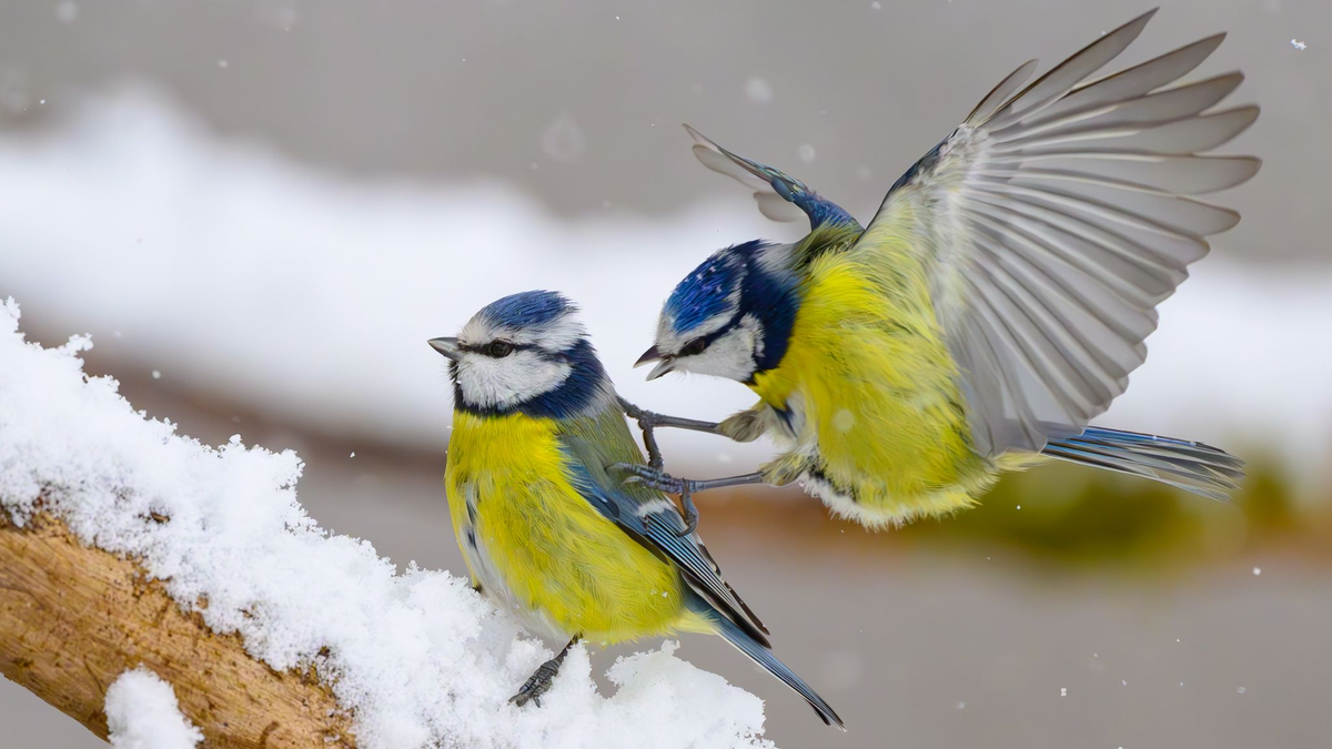 Gerade wenn es kalt ist, kann an den Futterstellen viel los sein. (Symbolbild) - Foto: Patrick Pleul/dpa
