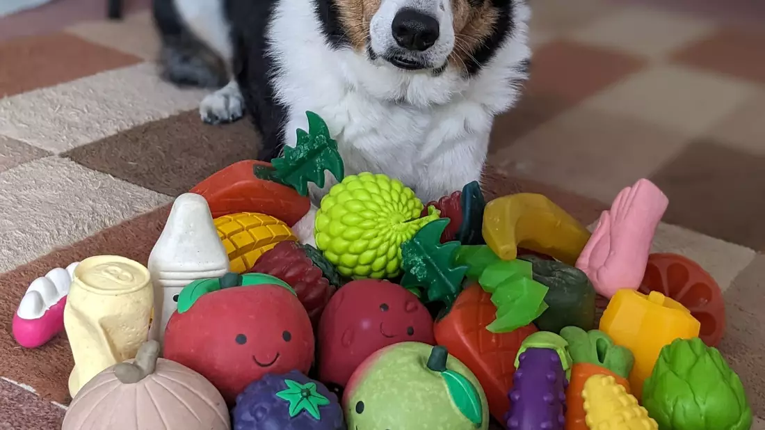 Der elf Jahre alte Border Collie-Rüde Bryn aus Großbritannien kennt die Namen von etwa 100 Spielzeugen. - Bild: Helen Morgen/EurekAlert/dpa