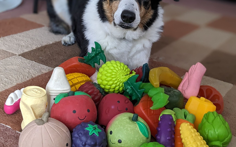 Der elf Jahre alte Border Collie-Rüde Bryn aus Großbritannien kennt die Namen von etwa 100 Spielzeugen. - Foto: Helen Morgen/EurekAlert/dpa