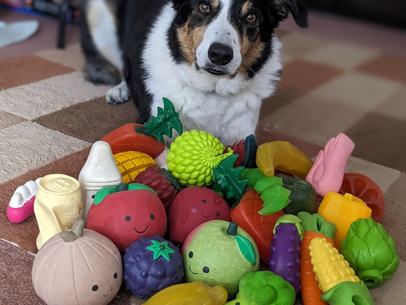 Der elf Jahre alte Border Collie-Rüde Bryn aus Großbritannien kennt die Namen von etwa 100 Spielzeugen. - Foto: Helen Morgen/EurekAlert/dpa