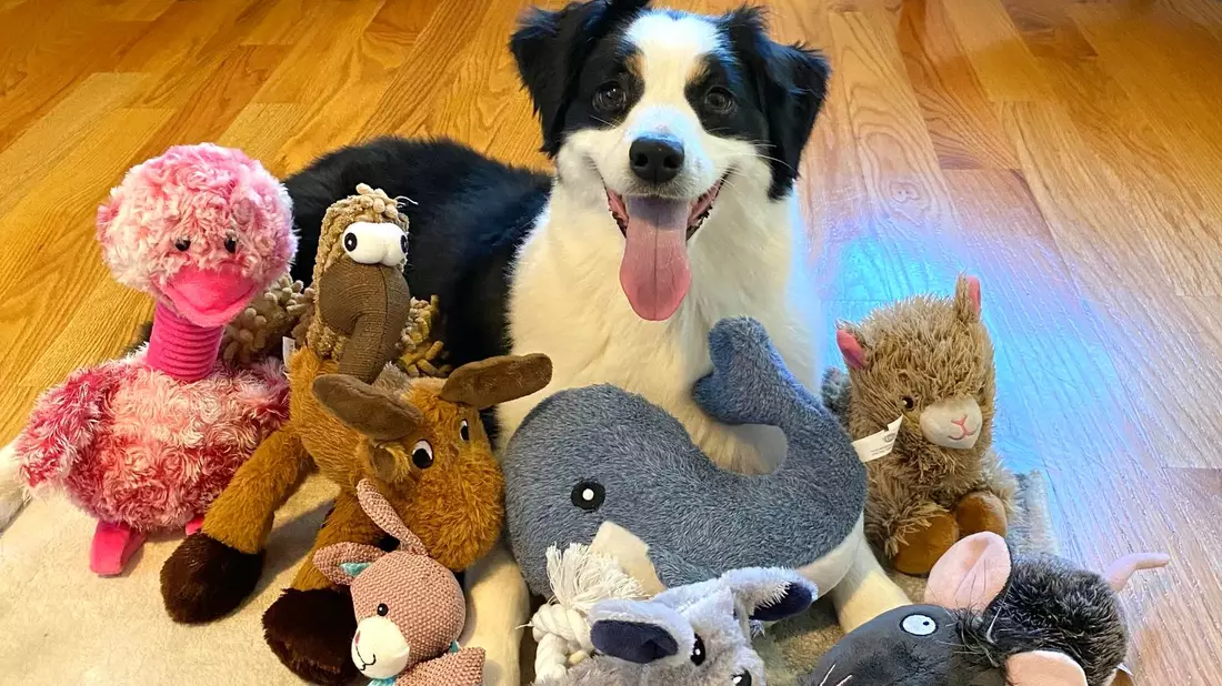  Die sieben Jahre alte American Shepherd-Hündin kannte bereits vor dem Versuch viele Spielzeuge. - Bild: Francine Hannan/EurekAlert/dpa