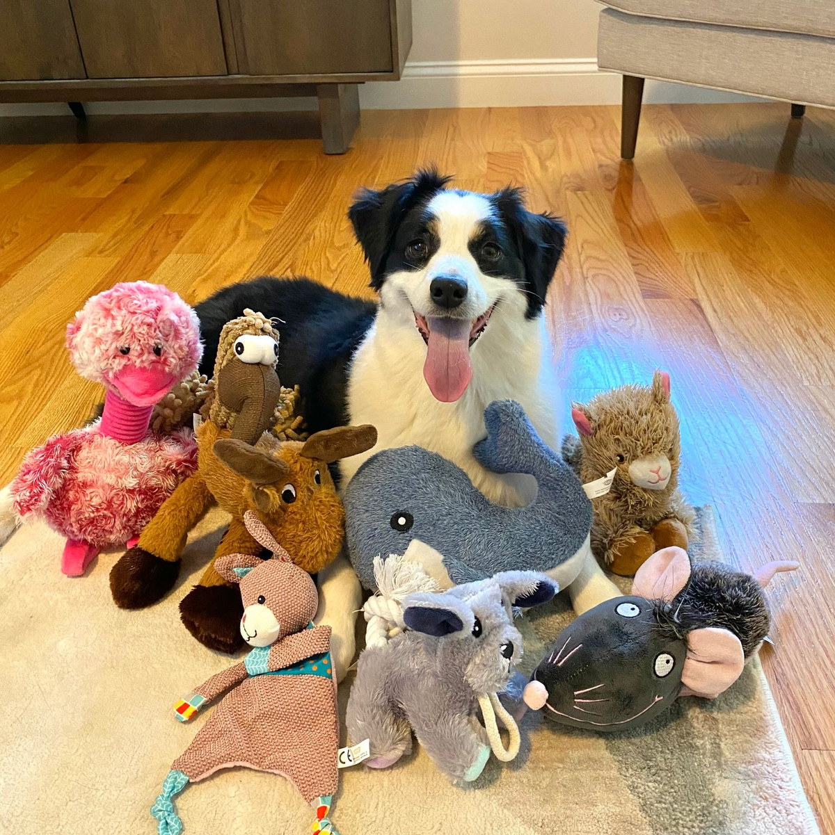  Die sieben Jahre alte American Shepherd-Hündin kannte bereits vor dem Versuch viele Spielzeuge. - Foto: Francine Hannan/EurekAlert/dpa