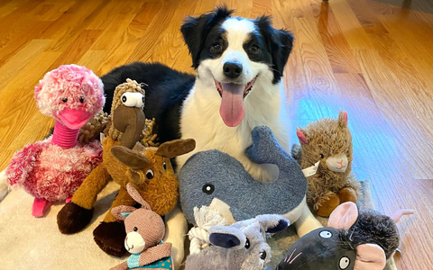  Die sieben Jahre alte American Shepherd-Hündin kannte bereits vor dem Versuch viele Spielzeuge. - Foto: Francine Hannan/EurekAlert/dpa