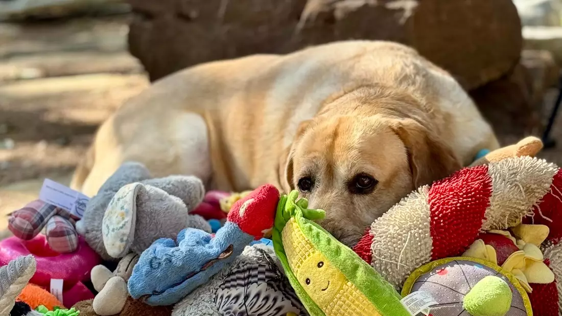 Manche Hunde können aus Gesprächen von Menschen mehr lernen als bisher vermutet. - Bild: Don Harvey/EurekAlert/dpa