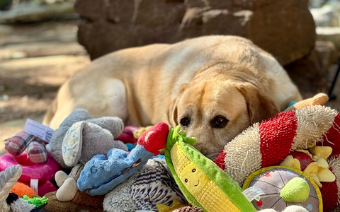 Manche Hunde können aus Gesprächen von Menschen mehr lernen als bisher vermutet. - Foto: Don Harvey/EurekAlert/dpa